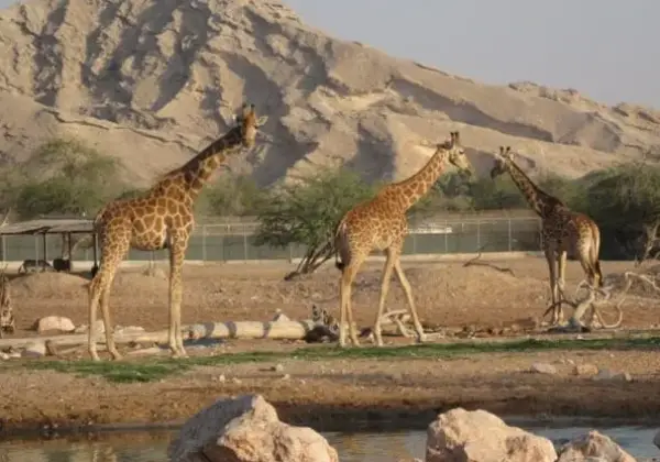 Al Ain Zoo Tickets